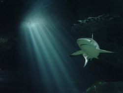 Taken at Underwater World Walkthrough Aquarium, Tumon, Guam by Timothy James Soper 